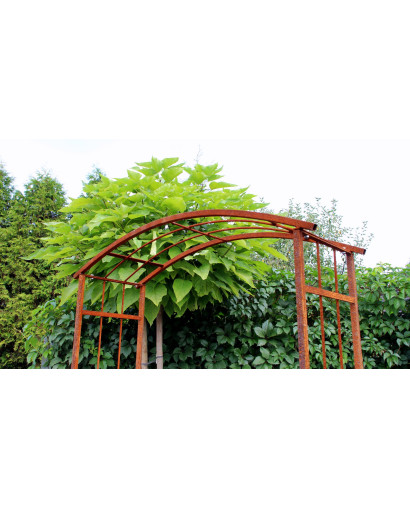 Rose arch Milan