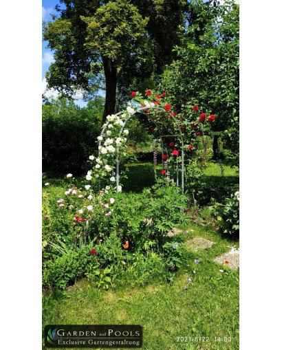 Rose Arch Basel