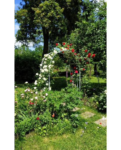 Rose Arch Basel